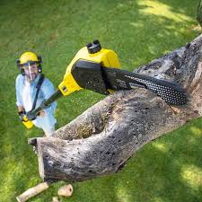 Deephaven, MN Tree Services Company