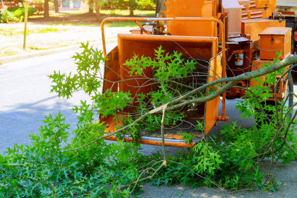 Best Tree Risk Assessment  in Deephaven, MN
