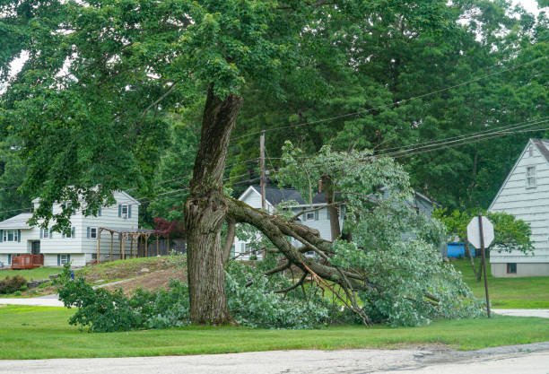 Best Tree Cabling and Bracing  in Deephaven, MN