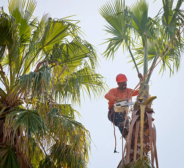 Best Emergency Tree Removal  in Deephaven, MN