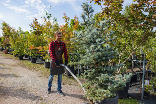 Best Palm Tree Trimming  in Deephaven, MN