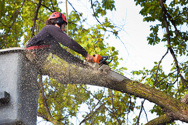 Best Lawn Mowing  in Deephaven, MN